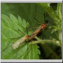 Limoniidae sp - Stelzmuecke 04a.jpg